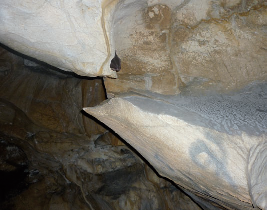 grotte de chauve-souris