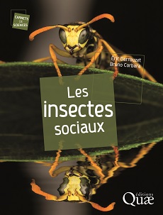 fourmis et insectes sociaux