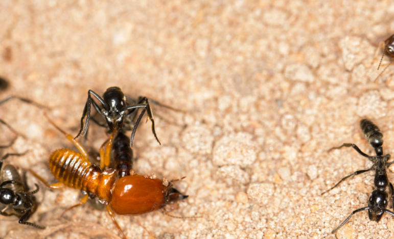 fourmis et termittes