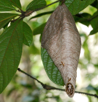 fourmis et guepes