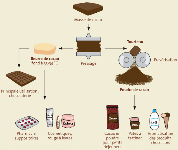 Extraction du beurre de cacao et poudre de cacao