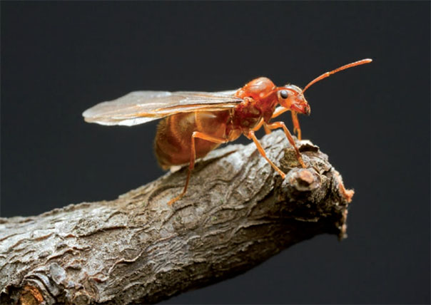 Fourmis qui s'élance dans les airs pour participer au vol nuptial