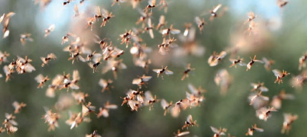 Accouplement des fourmis : l’amour donne des ailes !