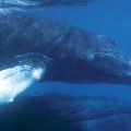 Mammifères marins dans le froid polaire