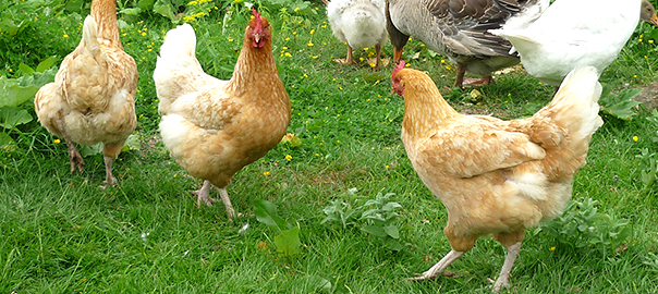 Poules, volailles, en plein air