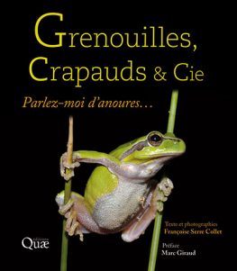 La communication chez les grenouilles, essentielle à leur survie - La  Science Simplement