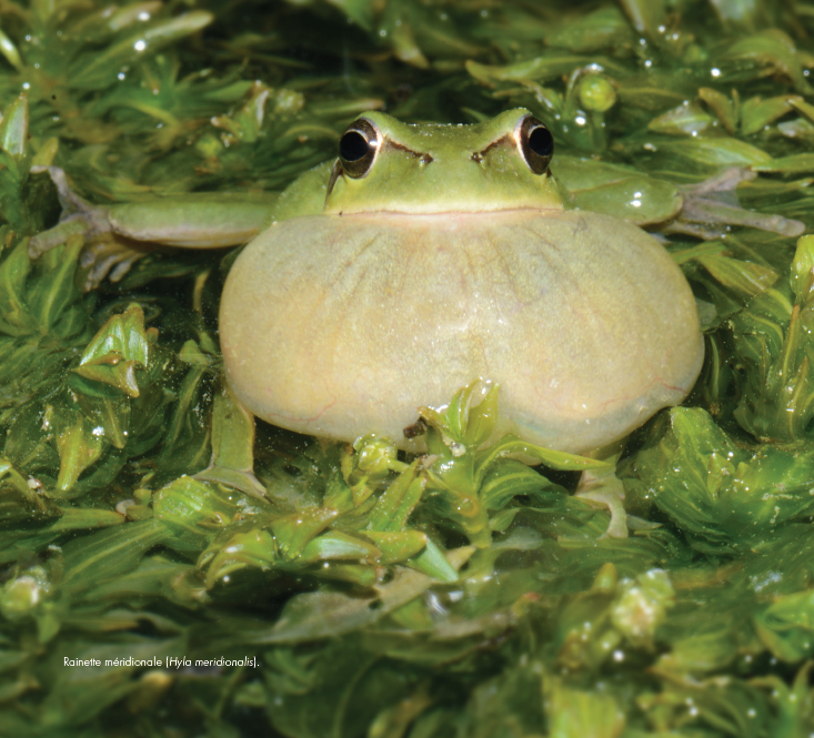 Pourquoi la grenouille chante (et comment la faire taire) ? 