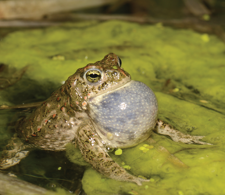 Pourquoi la grenouille chante (et comment la faire taire) ? 