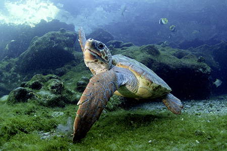 Jeune tortue caouanne