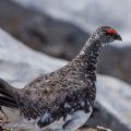 OISEAUX : Certains sites préhistoriques ont révélé la présence de nombreux ossements de lagopède alpin dans les reliefs de repas humains.