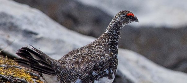 OISEAUX : Certains sites préhistoriques ont révélé la présence de nombreux ossements de lagopède alpin dans les reliefs de repas humains.