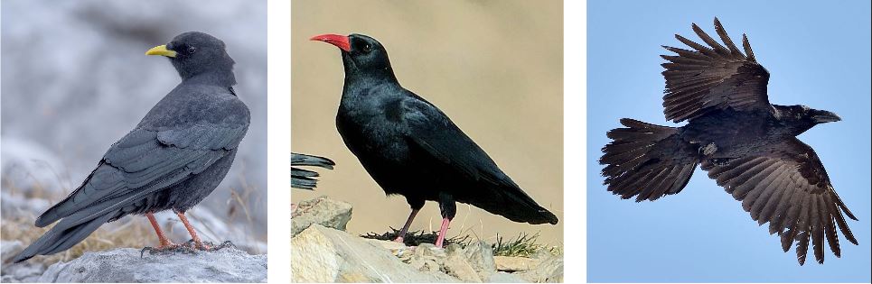 OISEAU : L’archéologie révèle que les corvidés comme le chocard, le crave et le grand corbeau étaient régulièrement consommés par les hommes préhistoriques.