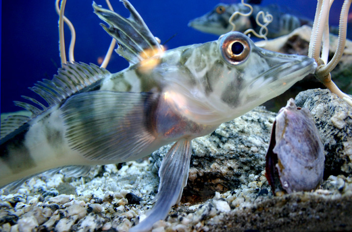 Le Poison Venu Du Froid Les poissons ont-ils froid l’hiver et chaud l’été ? - La Science Simplement