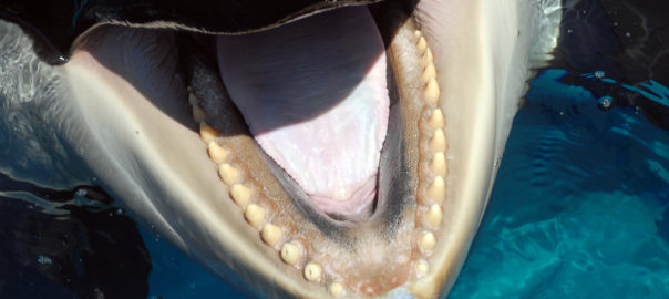 La langue des cétacés, surtout celle des odontocètes (ici, l’orque), présente des papilles gustatives. Moins nombreux que chez les humains, ces organes ont cependant un rôle non négligeable chez ces mammifères marins.