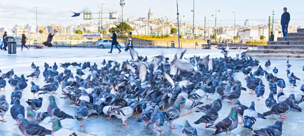 Envolée de pigeons sur une place