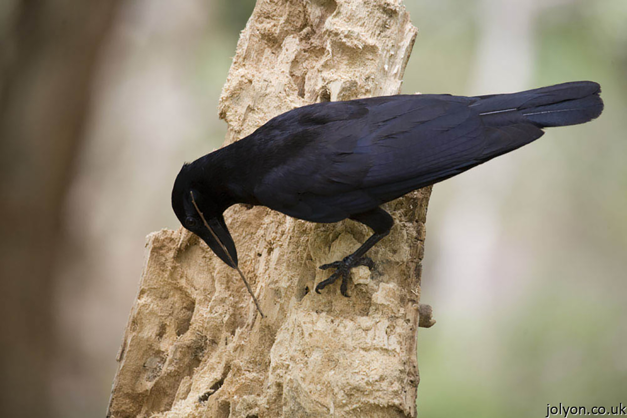 Cobeaux intelligence aviaire