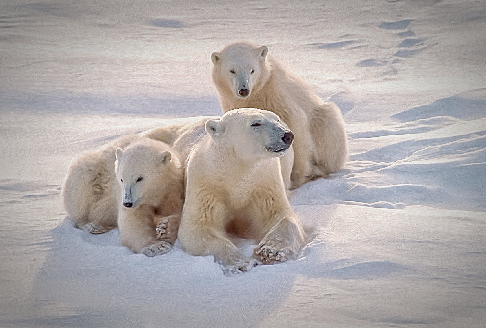 L’ours blanc porte-t-il une polaire en Arctique ? - La Science Simplement