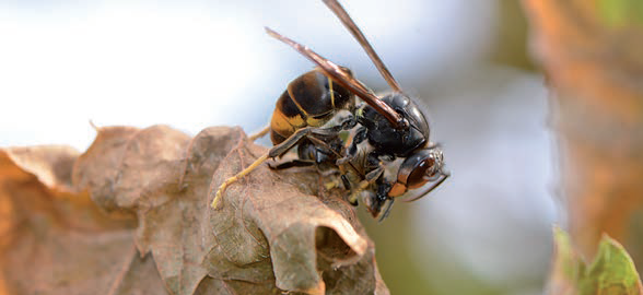 Abeille capturée par un frelon asiatique.