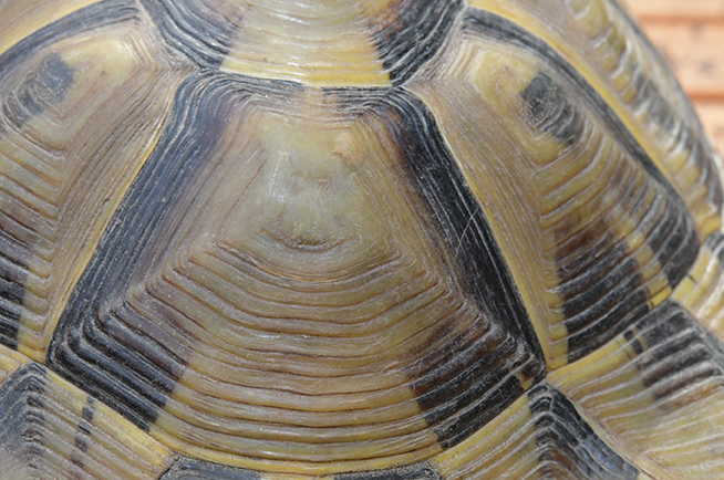 Déterminer l’âge d’une tortue - La Science Simplement