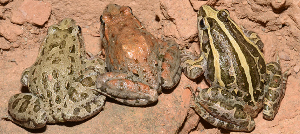 couleur de peau grenouilles